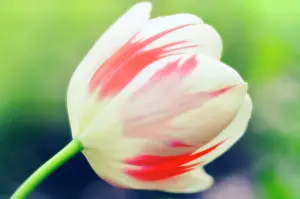 Aloof: Tulip