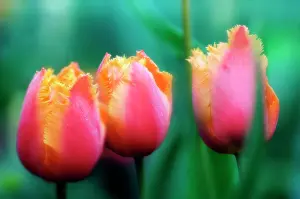 Fringed: Tulip