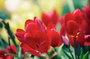 Fiery: Tulip