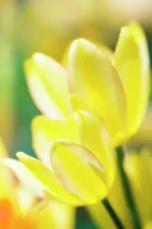 Cheery: Tulip