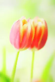 Adoring: Tulip