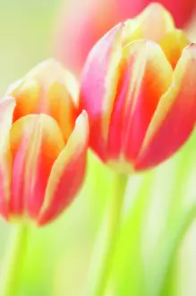 Adoring: Tulip