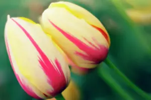 Adoring: Tulip