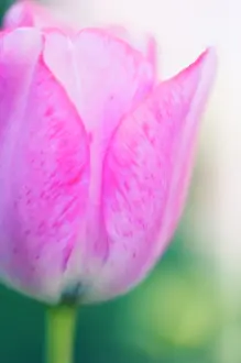 Bashful: Tulip