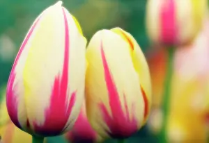 Adoring: Tulip