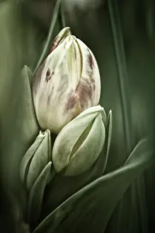 Painterly: Tulip