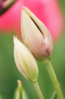 Nurturing: Tulip