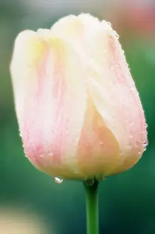 Raindrops: Tulip