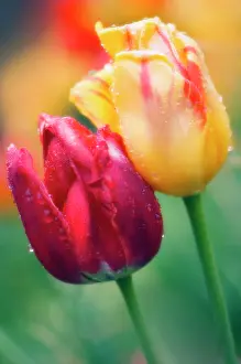 Raindrops: Tulip