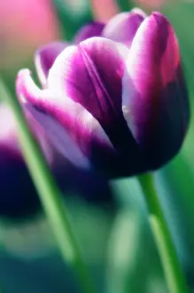 Tinged: Tulip