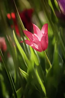 Painterly: Tulip