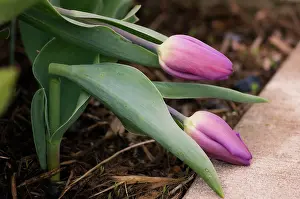 Unhappy: Tulip