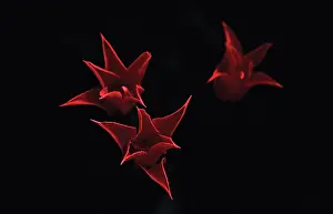 Unexplained: Tulip