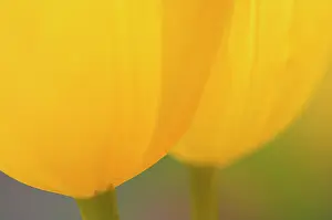 Combined: Tulip