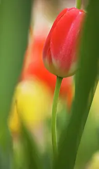 Strengthen: Tulip