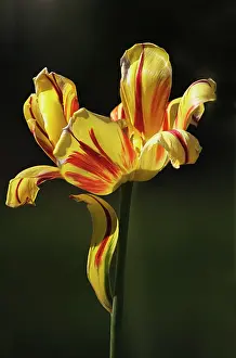 Unexplained: Tulip