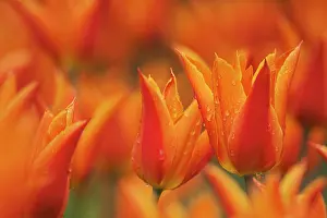 Optimism: Tulip