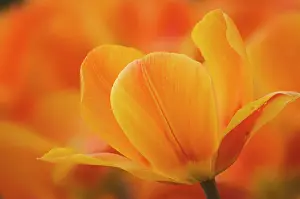 Optimism: Tulip