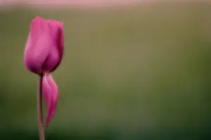 Weak: Tulip