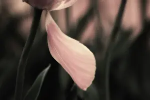 Weak: Tulip