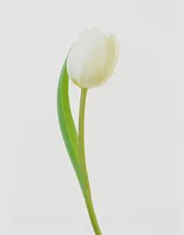 Sympathy: Tulip