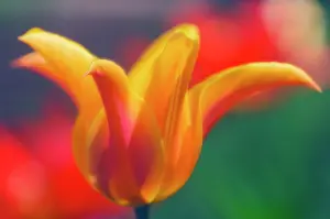 Optimism: Tulip