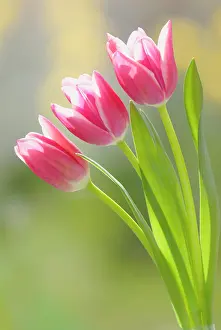Combined: Tulip
