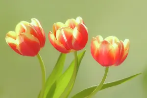 Supple: Tulip