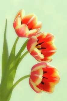 Supple: Tulip