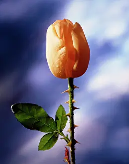 Comedy: Tulip