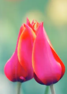 Combined: Tulip