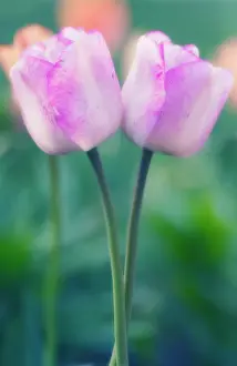 Combined: Tulip