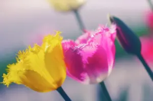 Fringed: Tulip