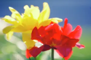 Optimism: Tulip