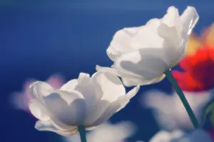 Optimism: Tulip