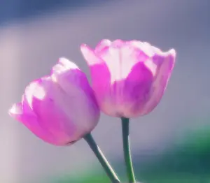 Nurturing: Tulip