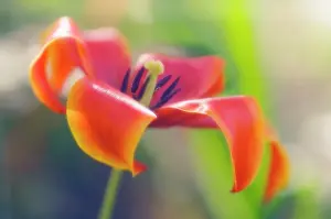 Weak: Tulip