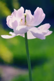 Optimism: Tulip