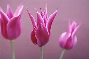Optimism: Tulip
