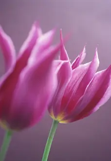 Optimism: Tulip