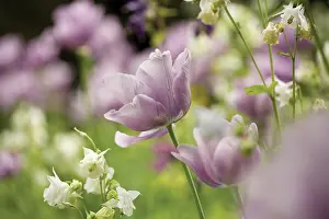 Columbine: Tulip