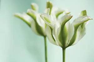 Sympathy: Tulip