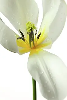 Sympathy: Tulip