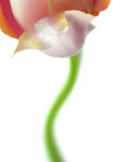 Aloof: Tulip