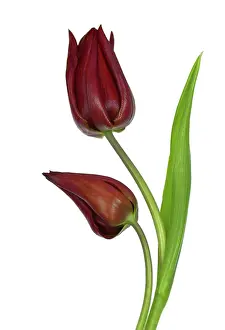 Combined: Tulip