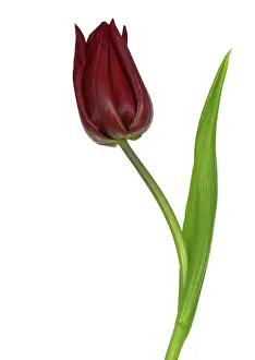 Exquisite: Tulip