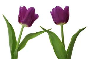 Comedy: Tulip