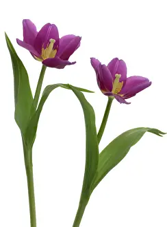 Comedy: Tulip