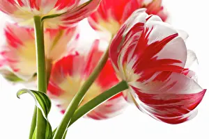 Turned: Tulip