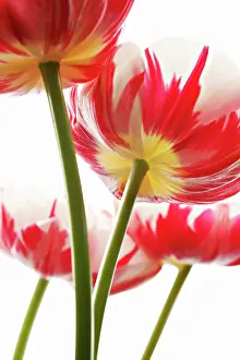 Turned: Tulip